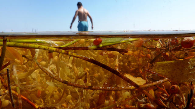Huge Mass Of Sargassum Seaweed Floats To Key West Beaches 
