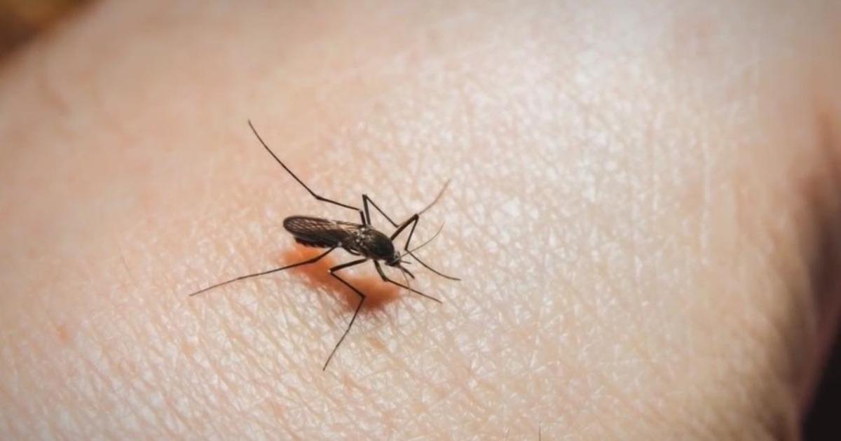 Protect Yourself This Summer: The Best Mosquito Repellents According to Scientists