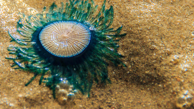 Close up Blue Button Jellyfish (porpita porpita) on the beach when the sea water receded. 