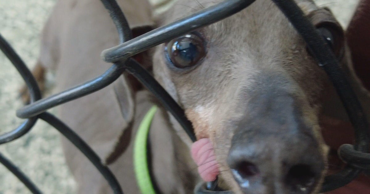 Colorado sanctuary giving unadoptable dogs luxury accommodations