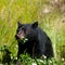 Tree planter attacked by bear in Canada, airlifted to hospital