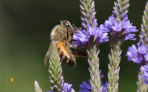 Extended Nature Video: Pollinators 