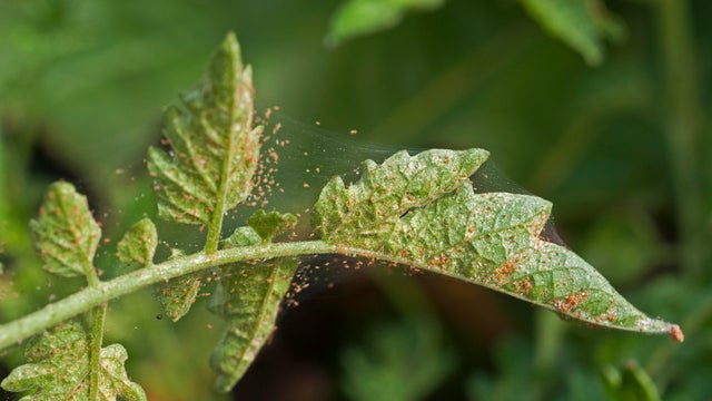 Scouting for spider mite 