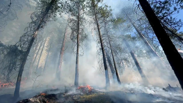 A century of fire suppression is worsening wildfires, hurting forests