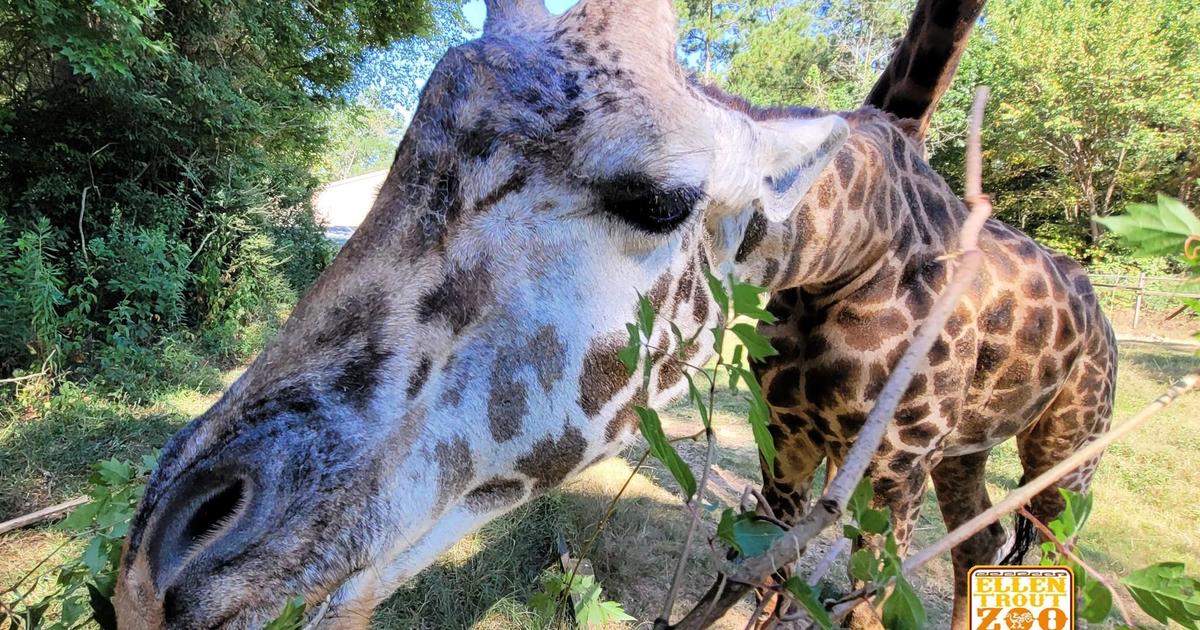 One of the world's oldest endangered giraffes in captivity, 31-year-old Twiga, dies at Texas zoo