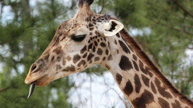 Texas Zoo Giraffe Dies 