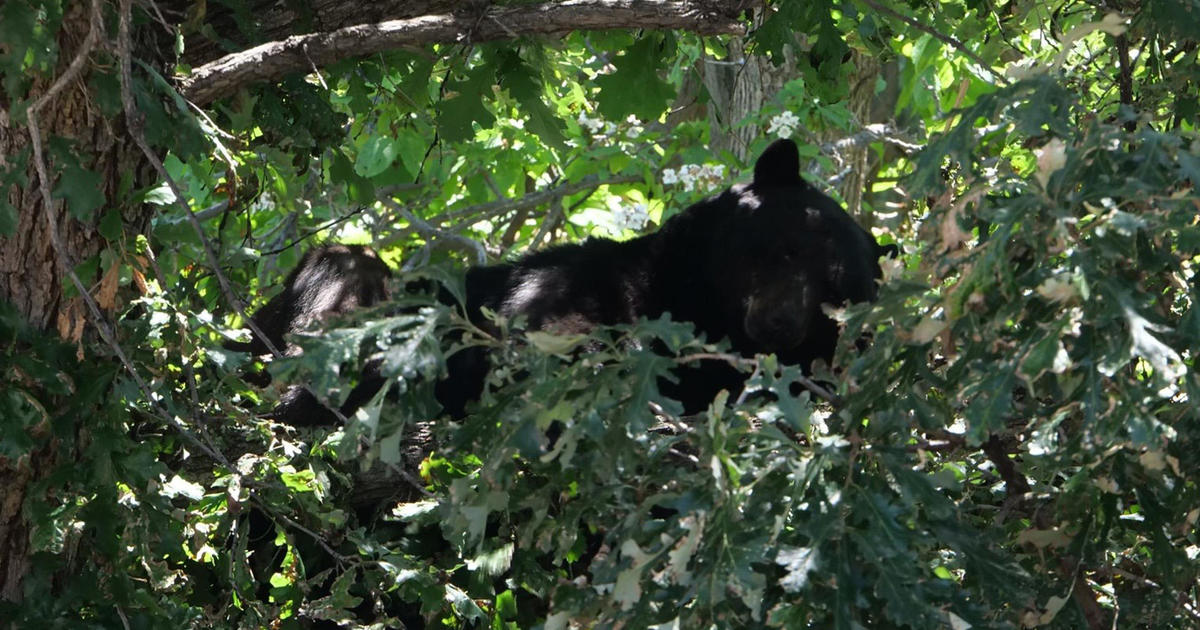 Stumped! Baby Bears Battle Tree Trunk in Wisconsin