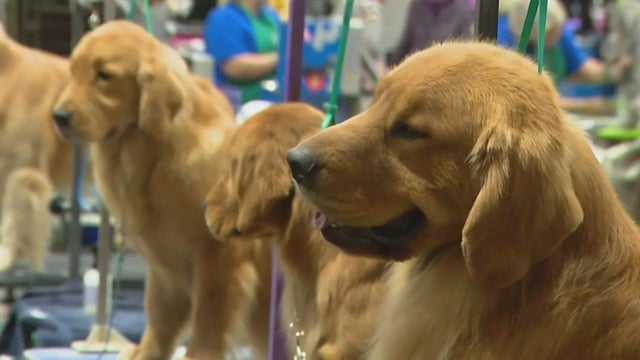 Great American Dog Show.jpg 