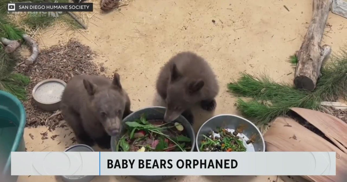 Pair of orphaned bear cubs rescued from Forest Falls after mother found(02)