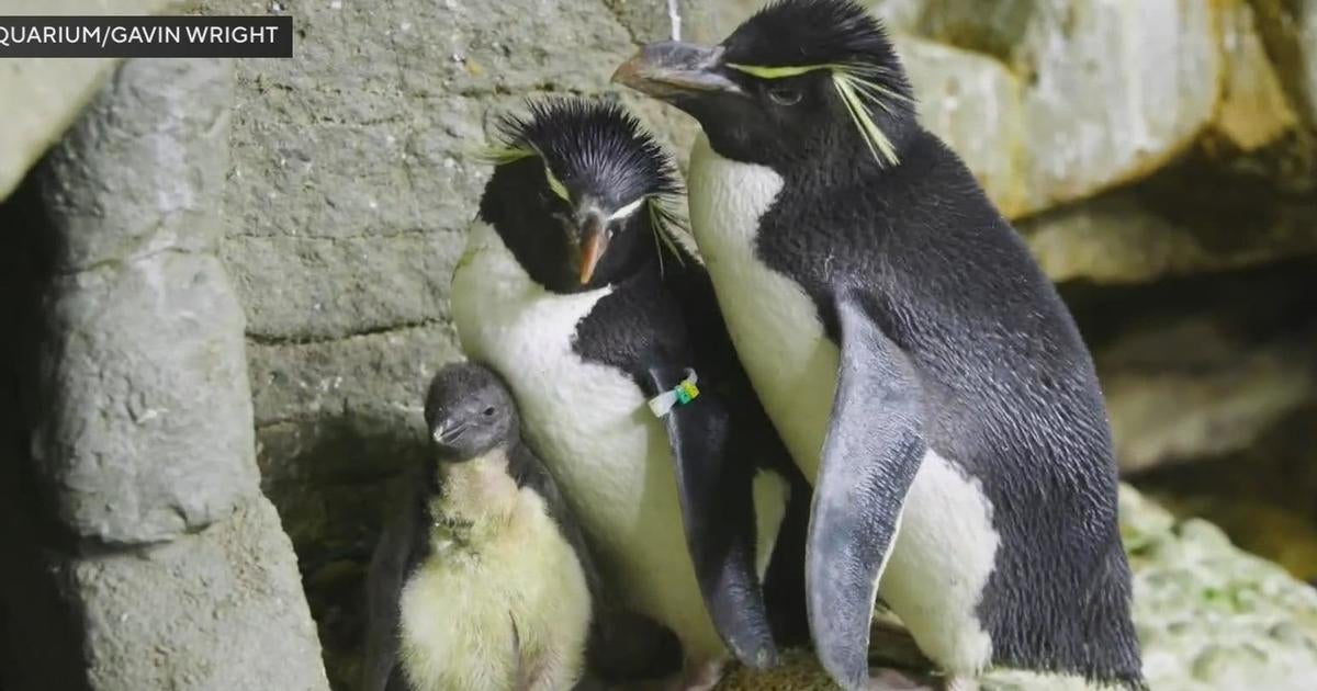 Shedd Aquarium welcomes penguin rockhopper chick - CBS Chicago