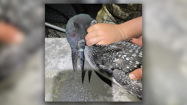 loon-tangled-in-fishing-line-near-grand-rapids.jpg 