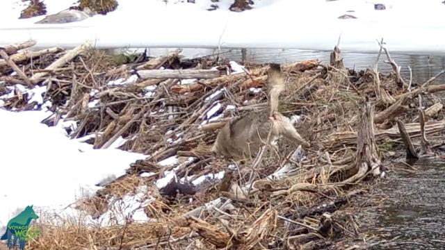 wolves-hunt-beaver.jpg 