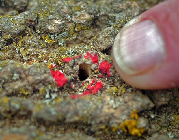 (072309 Walpole, MA) Charles Burnham , Forest Health Program Supervisor of the Department of Conservation and Recreation along with Forest health specialist Danielle Johnson set traps for the Emerald Ash Borer in Walpole, MA. Burnham points to t