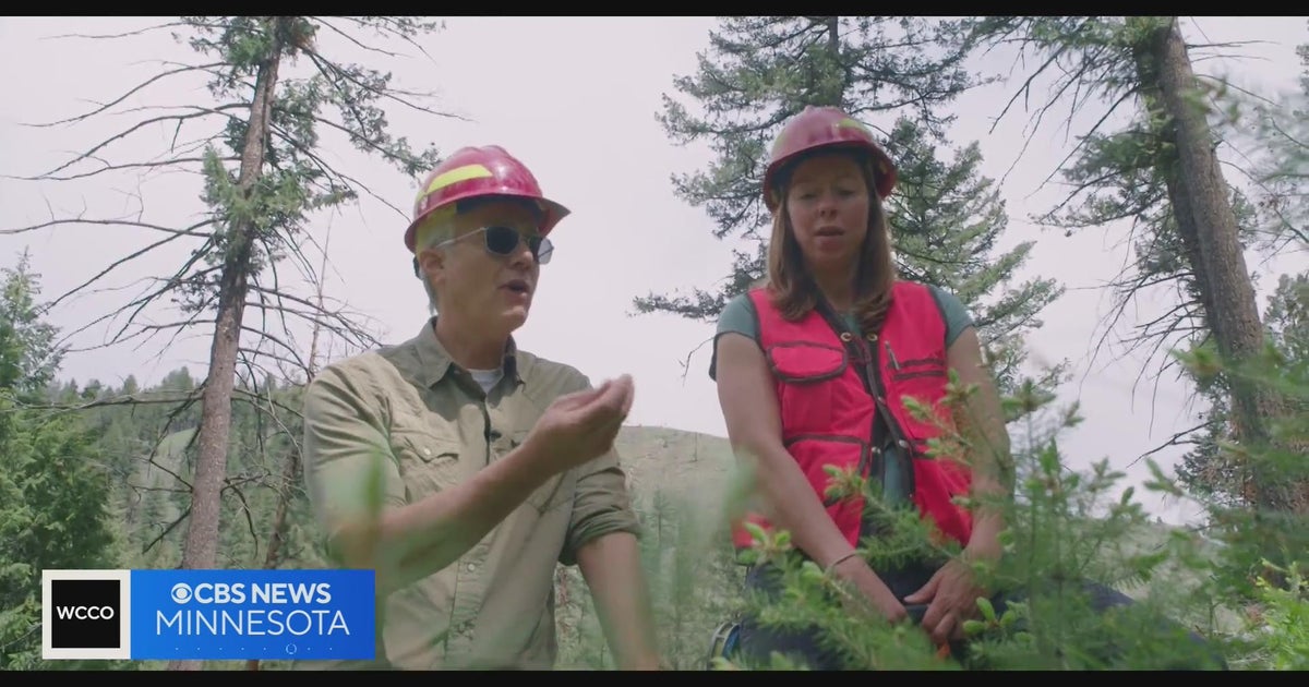 How climate change is making it harder for forests to recover after