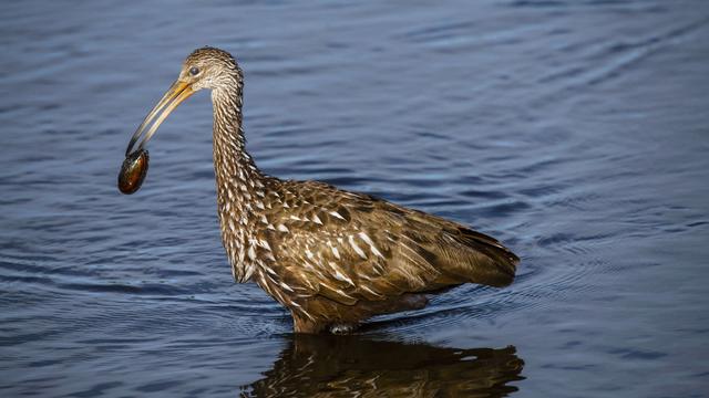 Florida, Sarasota, Myakka River State Park, Limpkin with clam 