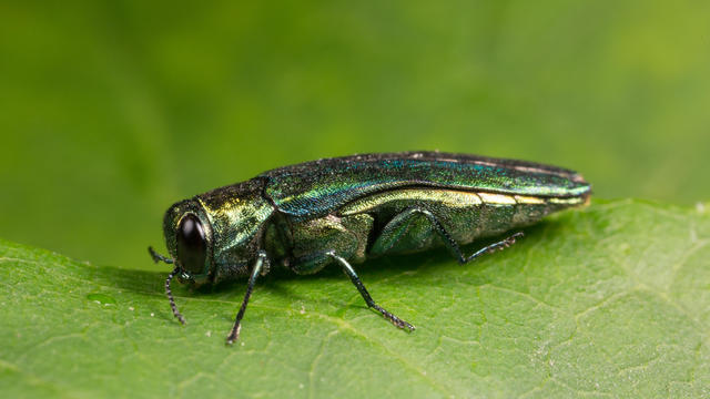 Detailed view of an Emerald Ash Borer 