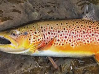 Million Mile Long - Brown Made in USA Fish Lake Co