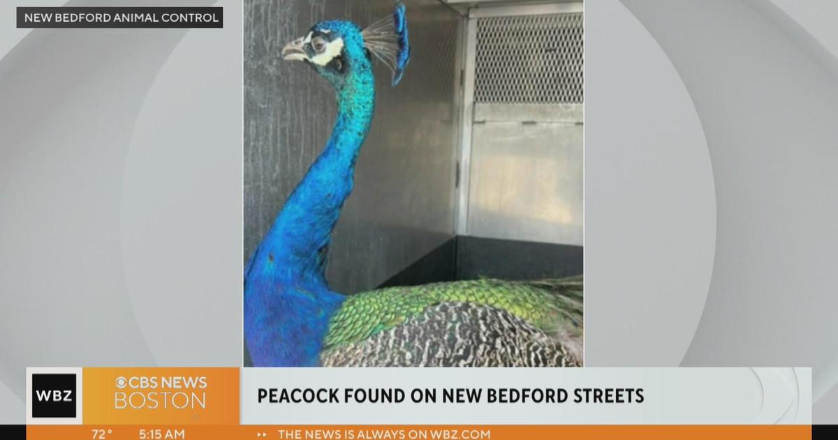 Peacock found on New Bedford streets