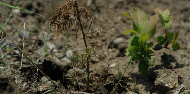 Dying seedling in Montana's Bitterroot Forest 