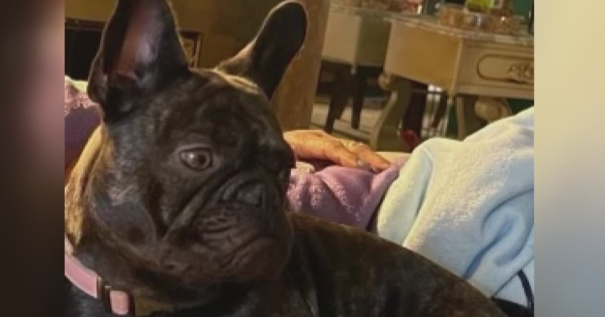 Family dog refused treatment from local veterinary hospital while