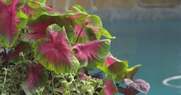 Gardening 101: Brighten up your poolside this summer Gardening 101: Brighten up your poolside this summer