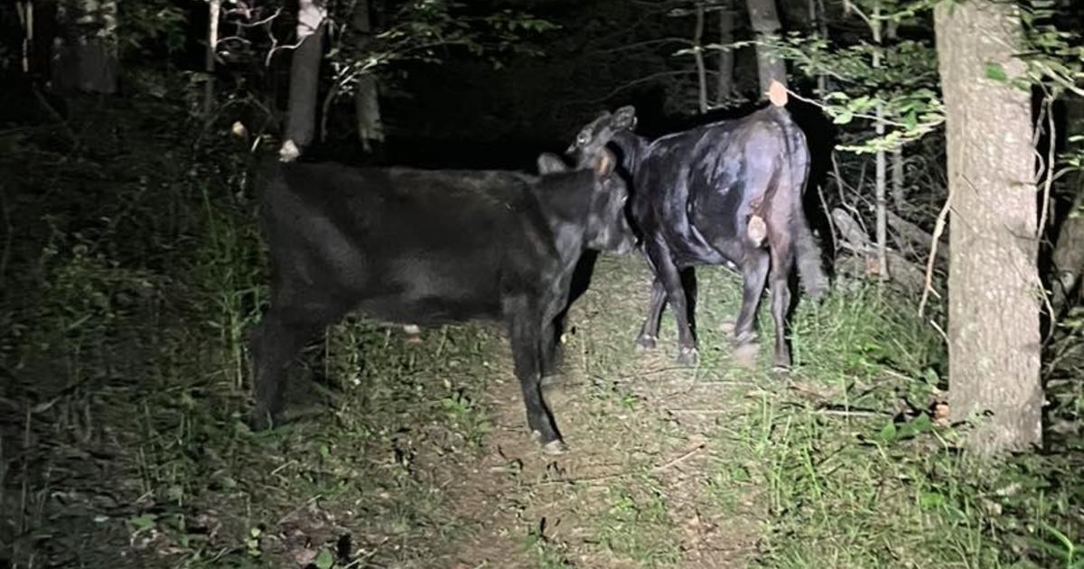 3 cows on the loose in Shenango Township