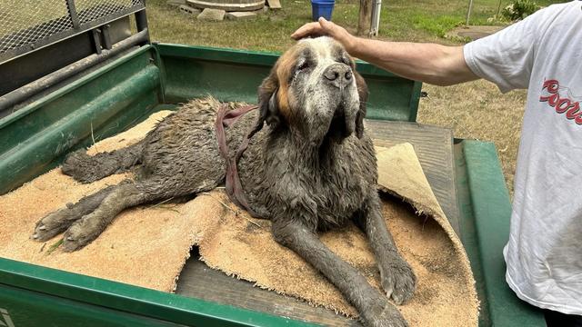 Milwaukee Brewers Rescue Stray Dog, Make Him Part of the Team