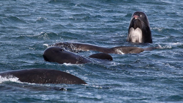 More than 50 whales die after stranding on Scottish isle