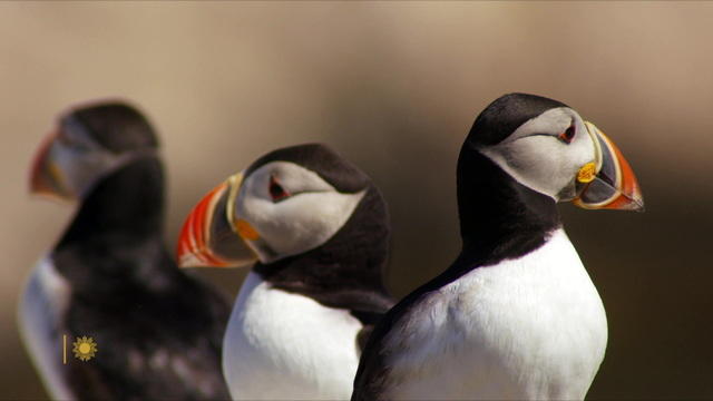 A Puffin Comeback, Science