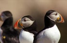 naturepuffins-2130150-640x360.jpg 