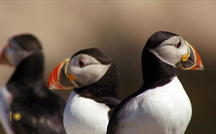 Extended Nature Video: Puffins in Maine 