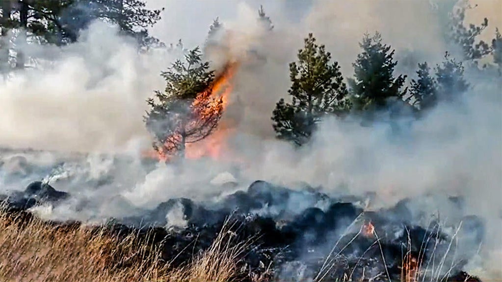 Forest Fire 