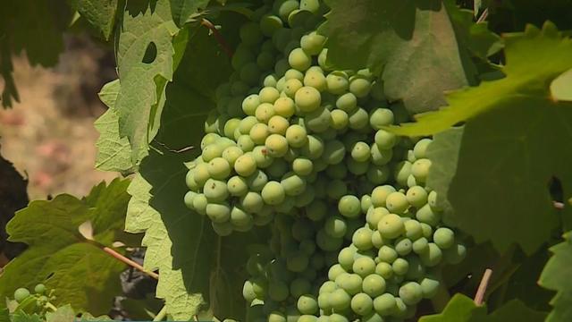 amador-vineyard-grapes.jpg 