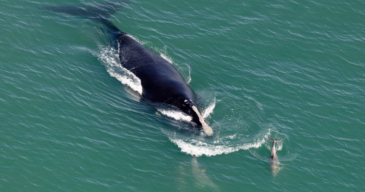 Right whale decline appears to be slowing but scientists say big threats remain Right whale decline appears to be slowing but scientists say big threats remain