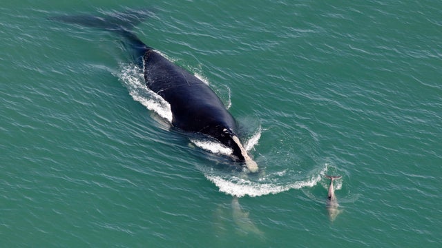 The world's most endangered large whale species is even closer to extinction than researchers thought