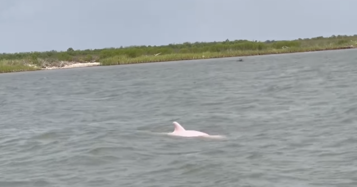 Rare pink dolphins spotted swimming in Louisiana