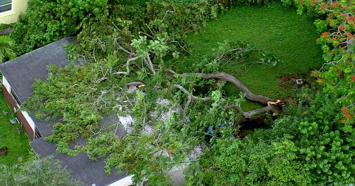 Lightning strike to blame for massive tree falling on Hollywood dwelling, displacing inhabitants