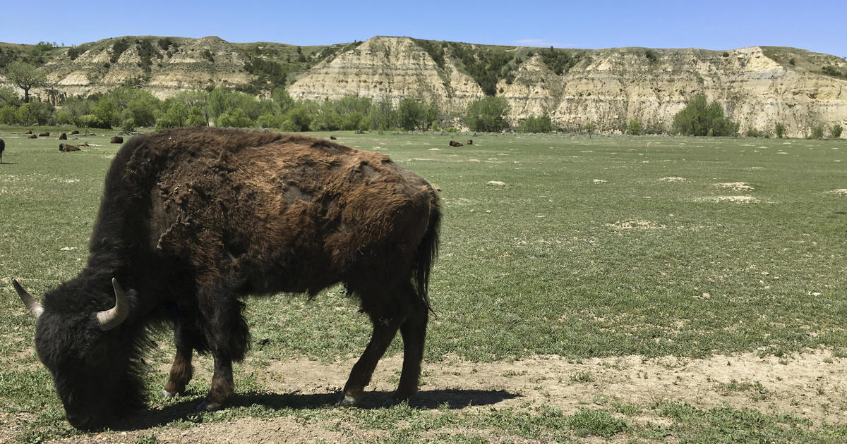 Bison severely injures woman in Theodore Roosevelt National Park in North Dakota