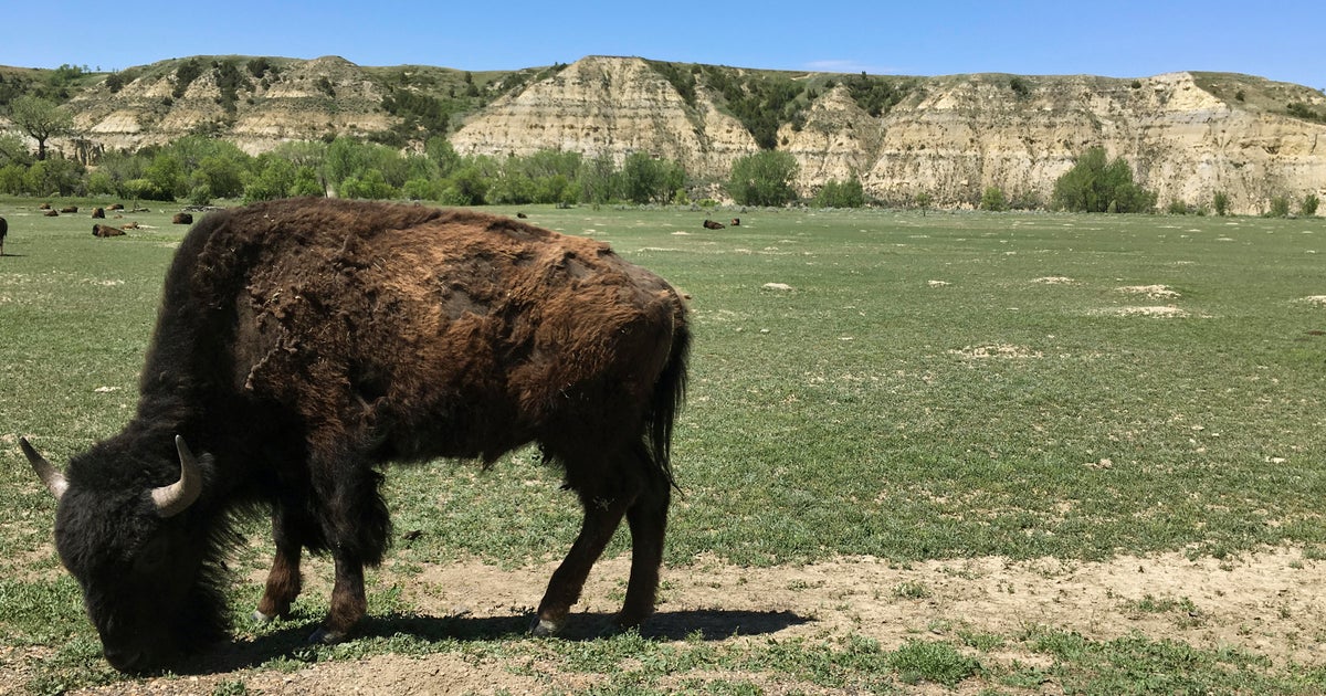 National Park Service warns about agitated bison throughout mating after girls wounded National Park Service warns about agitated bison throughout mating after girls wounded