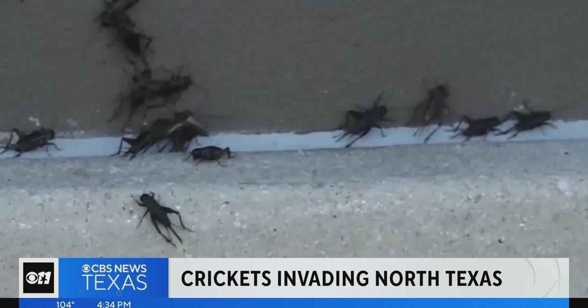 Crickets invade North texas CBS Texas