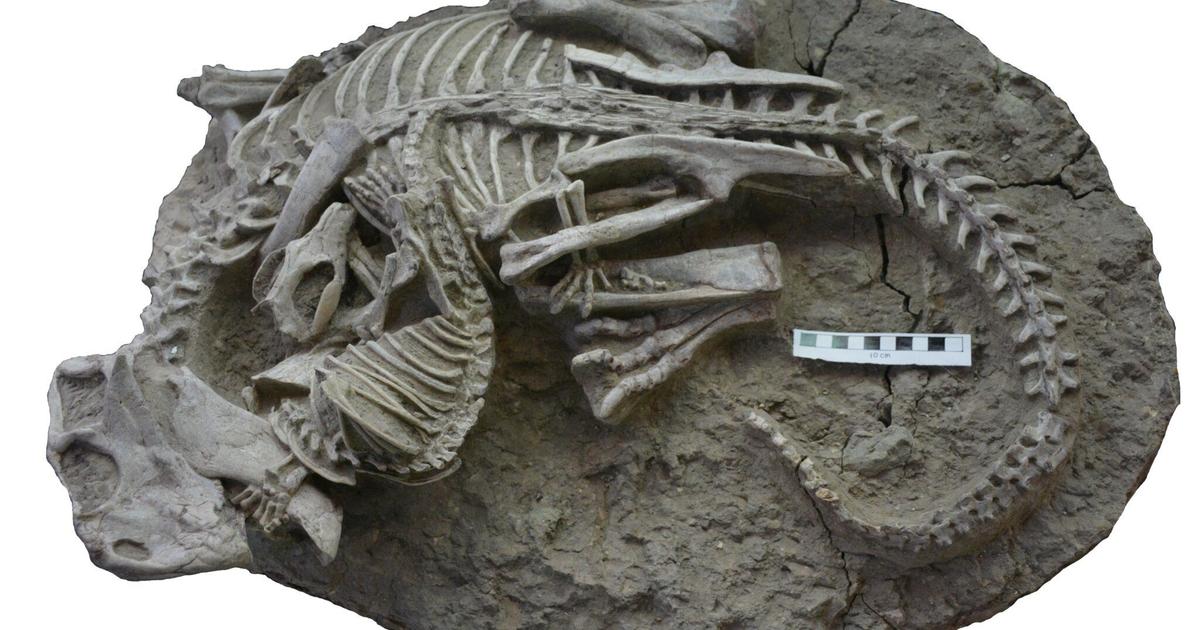 O fóssil mostra que o mamífero e o dinossauro estavam “presos em um combate mortal”.