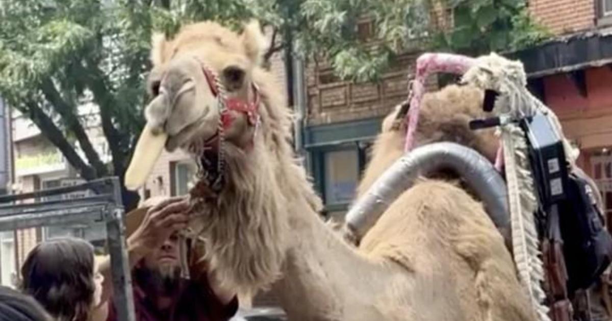 After a camel goes viral for eating their bread, Philadelphia bakery holds a giveaway