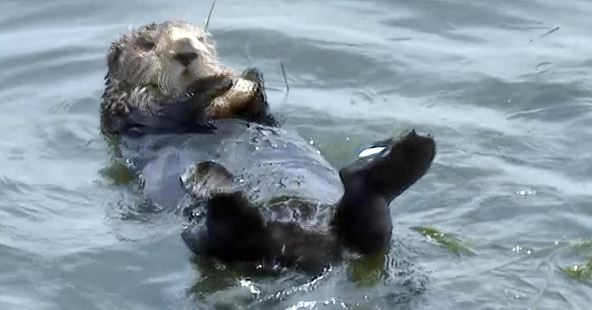 Santa Cruz sea otter outlaw eludes capture gains online fans