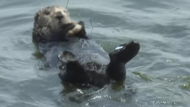 California Otter Vs. Surfers 