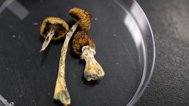 Dried Psilocybe Mushrooms 