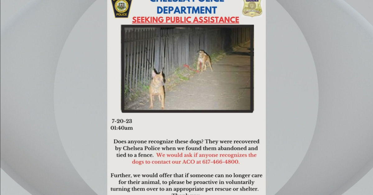 2 abandoned dogs found tied to fence in Chelsea
