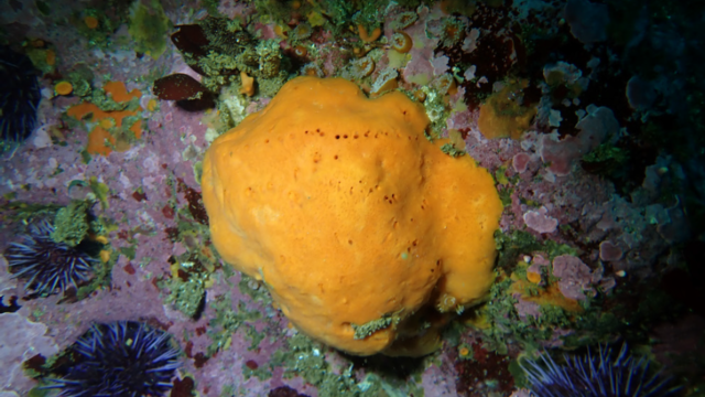 New sponge species Megaciella sanctuarium 
