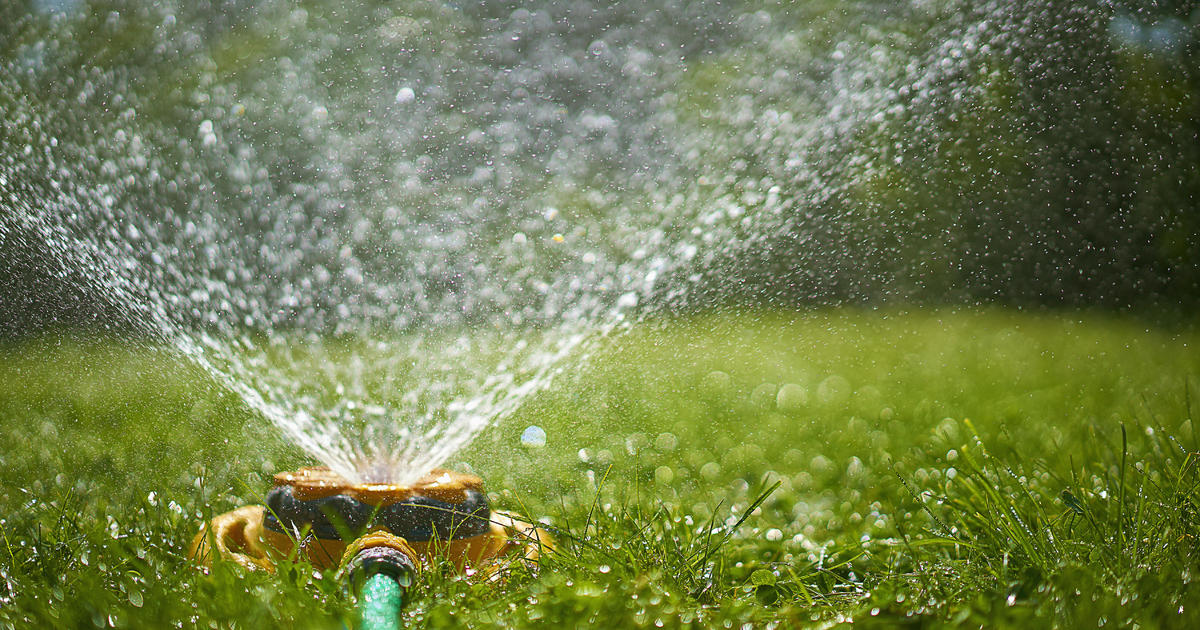 Tips to help your lawn cope with the high heat ahead