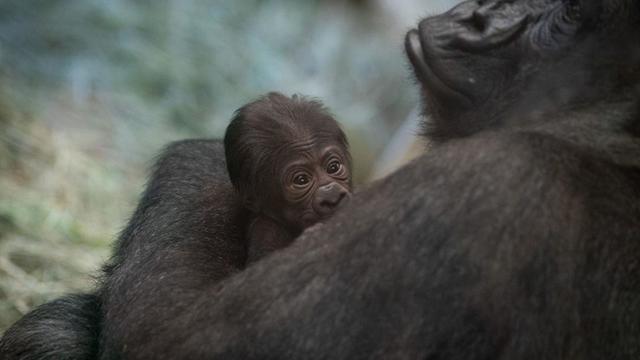 Baby Gorilla Columbus Zoo 