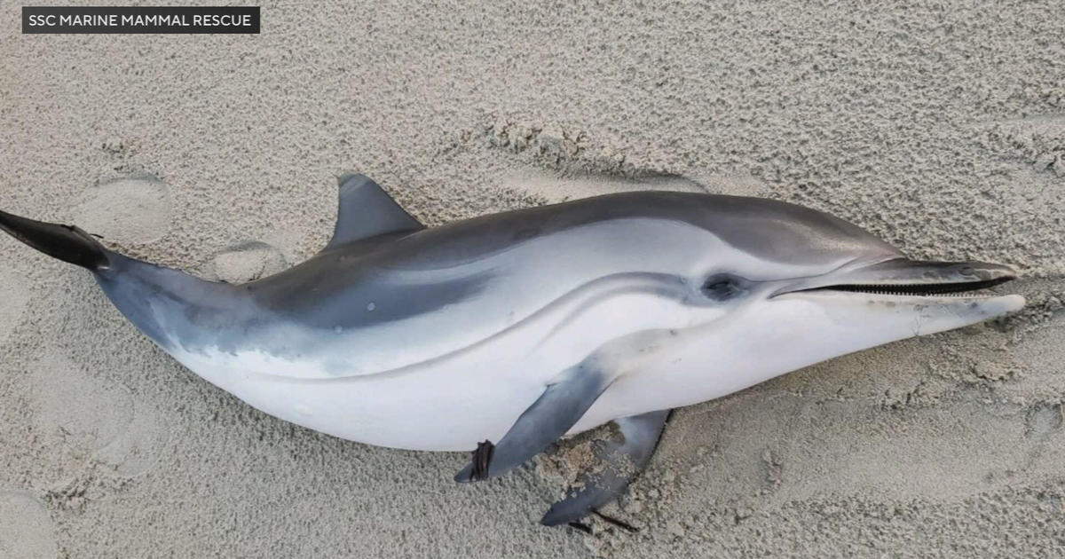 Rare striped dolphin washes ashore at Hampton Beach, New Hampshire
